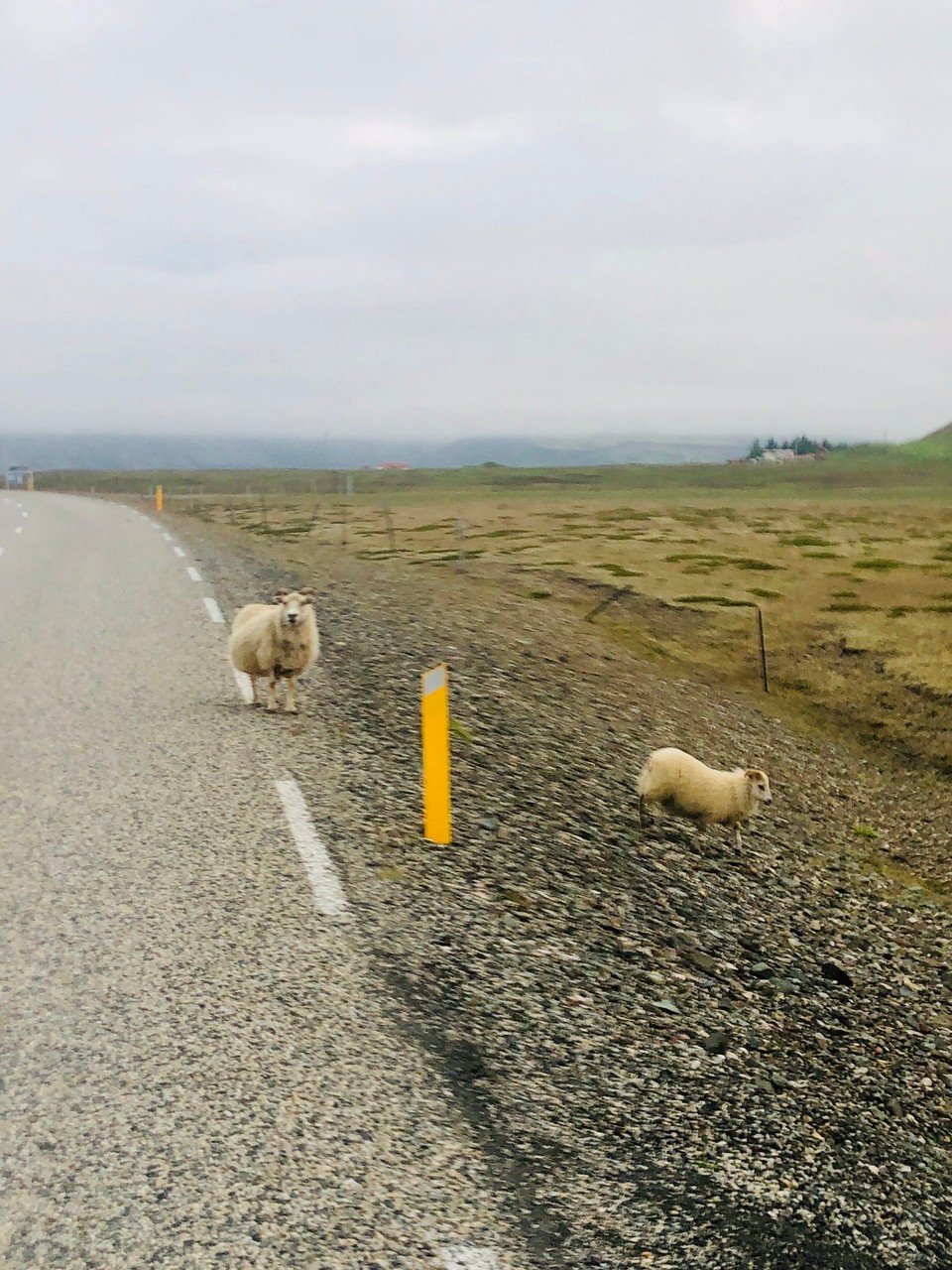 Island - Sveitarfélagið Hornafjörður - Auch an der Ostküste gibt es Schafe... 🥰