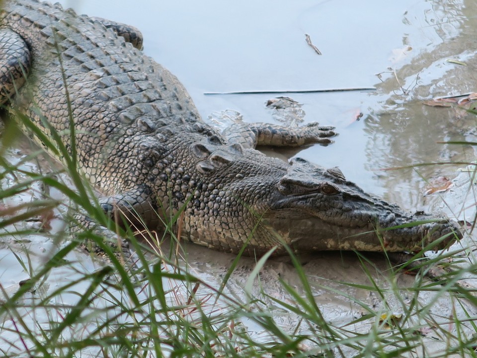 Australia - Kakadu - Cette femelle devait protéger ses oeufs et est restée immobile a couver