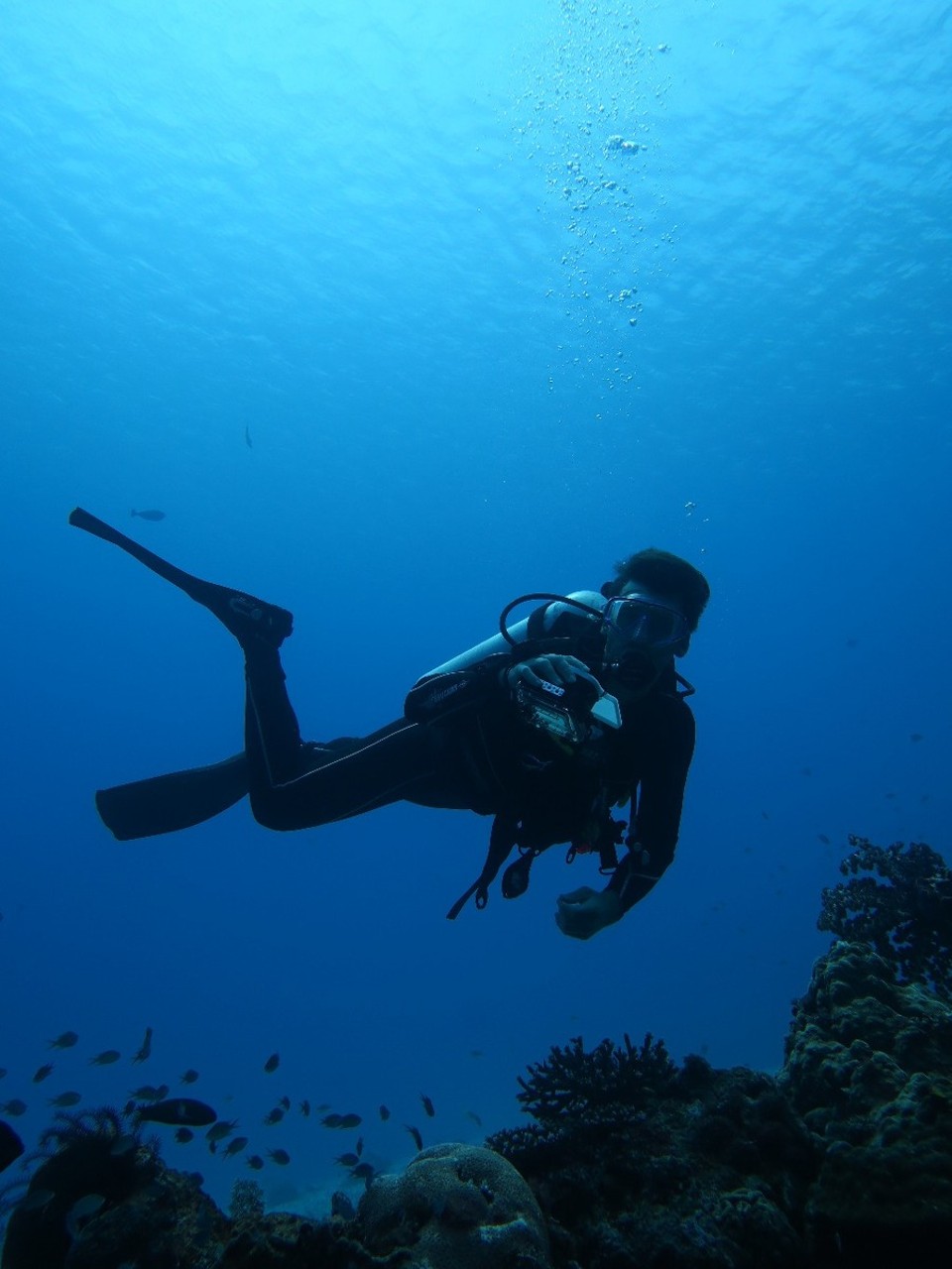 Indonesia - Komodo National Park - Dans le bleu