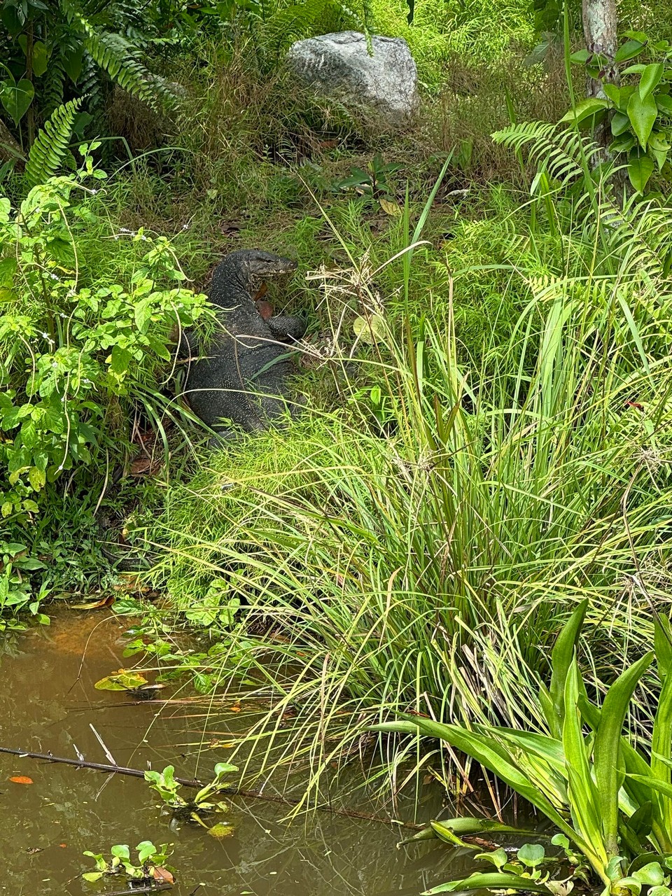 Singapur - Singapur - 