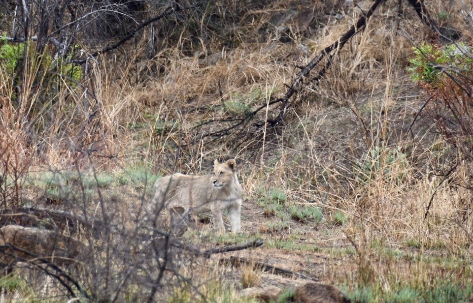 Südafrika - Mogwase - Die jüngeren bewegten sich wenigstens. 