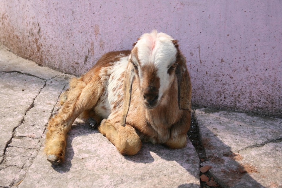 Varanasi - Varanasi - 
