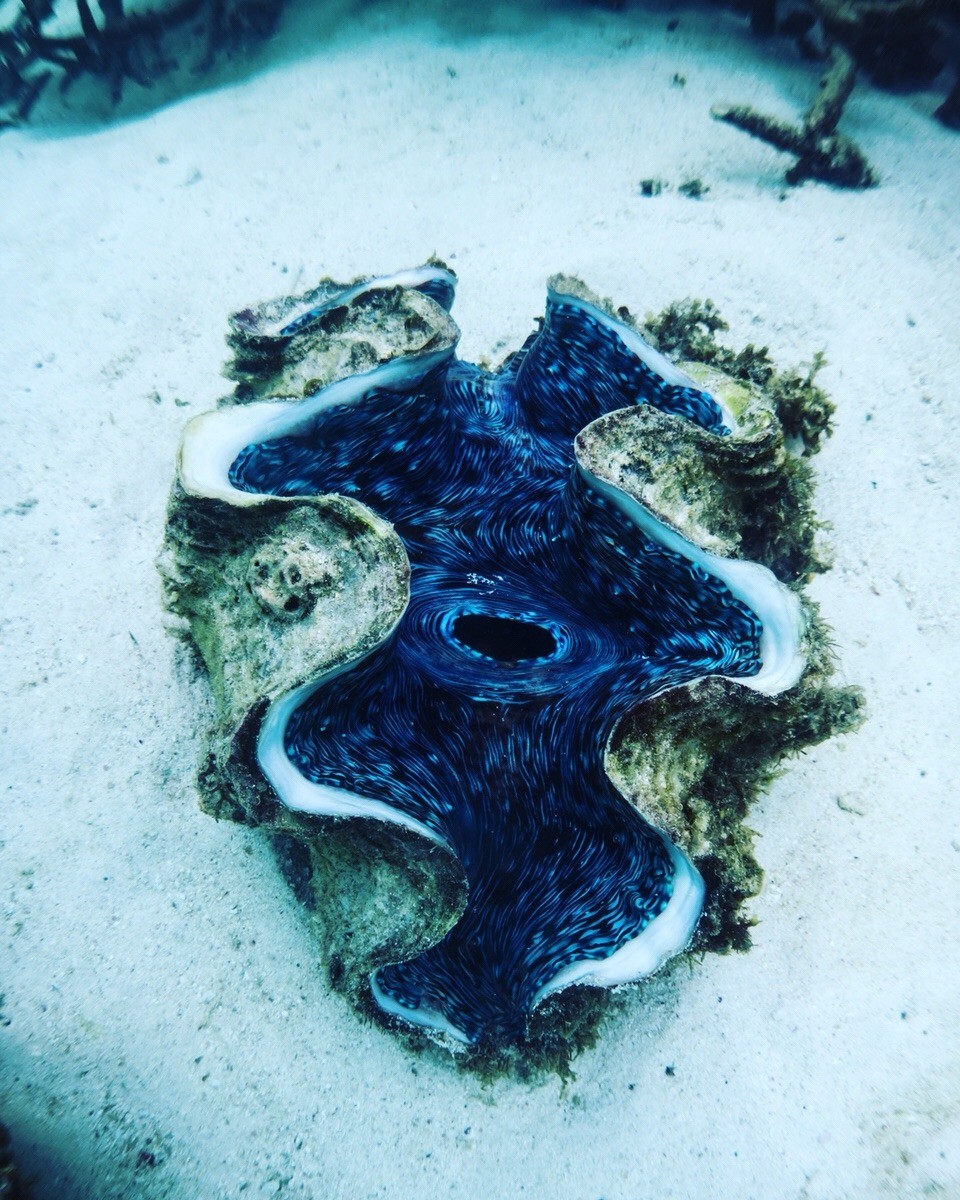 Australien -  - 🐚