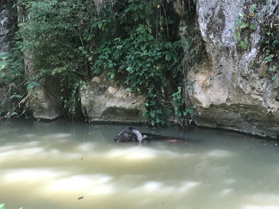 Kuba -  - Er chillt da im Wasser 😂😂