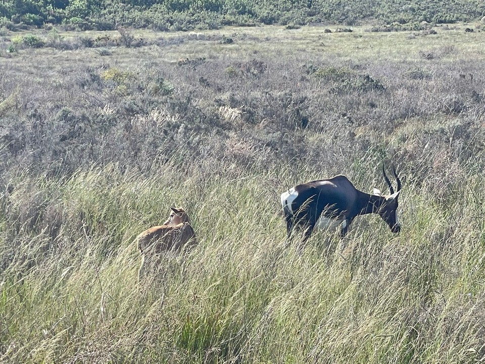 Südafrika - Struis Bay - 