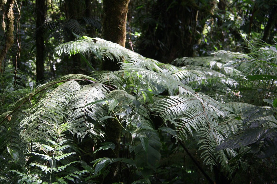 Costa Rica -  - 