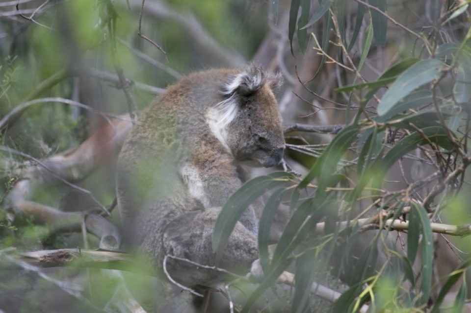 Australien - Apollo Bay - 