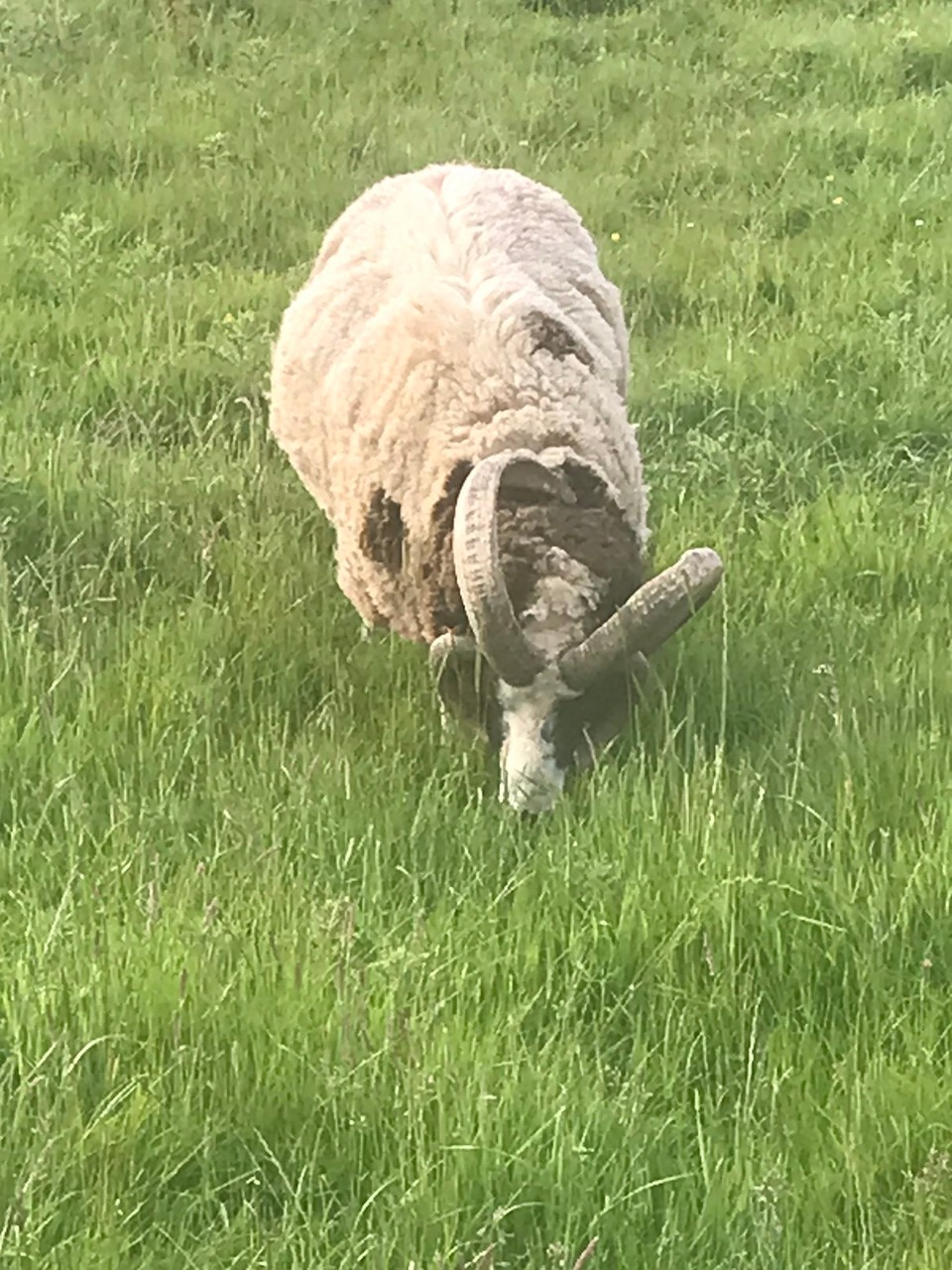 Vereinigtes Königreich - Wandylaw - Das Schaf het ja 4 Hörner 🤭