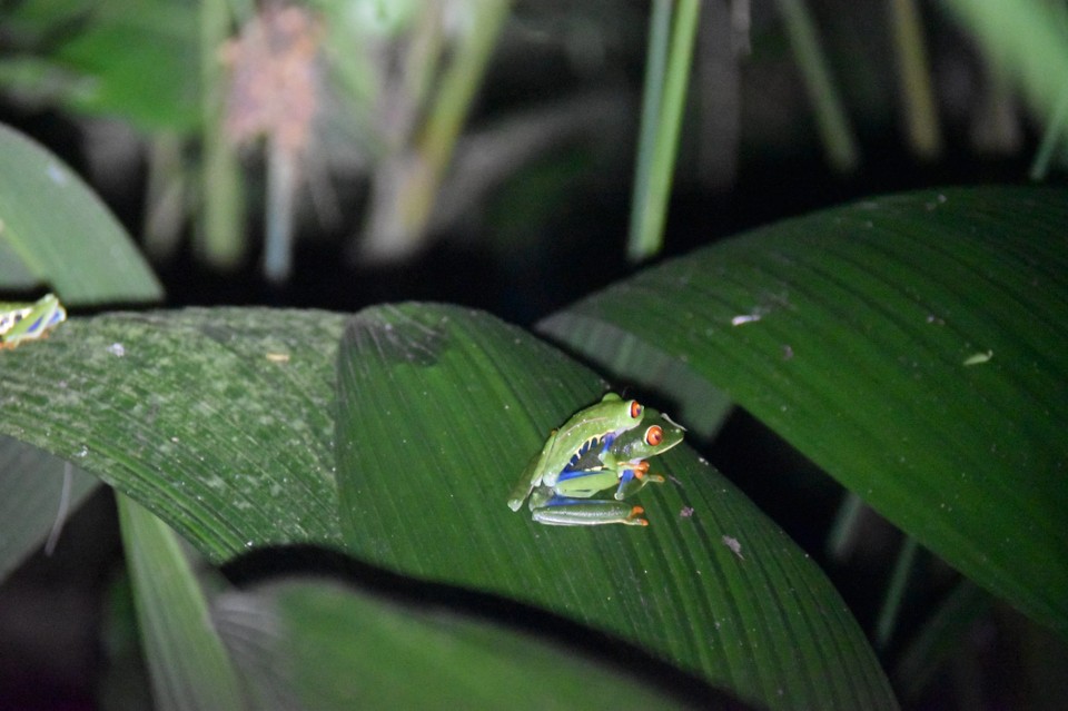 Costa Rica - La Fortuna - Einige finden einen Partner...