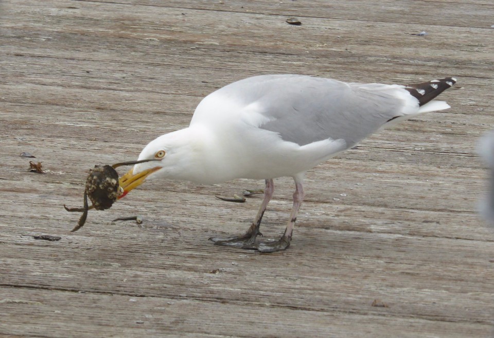 Ireland - Kinsale - Seagulls use the pontoons to drop and open mussels, and this one was having a tussle with a crab.