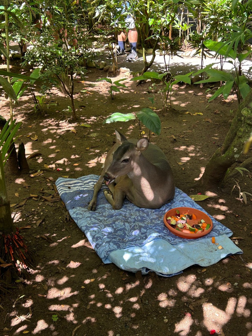 Costa Rica - Puerto Viejo de Talamanca - 