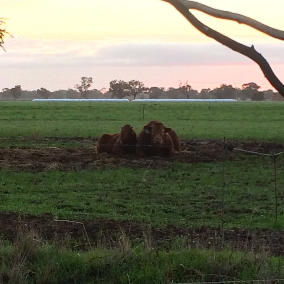  - Australia, Finley 2713 - Snuggling up in the cold mornings. 