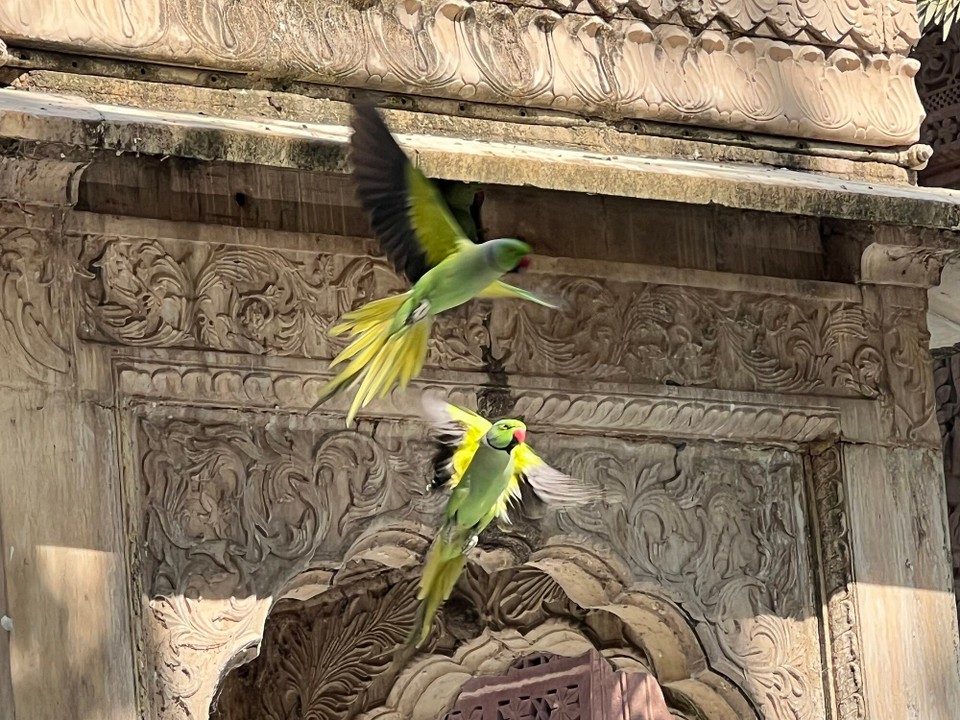 Indien - Jodhpur - Papageien 🦜 