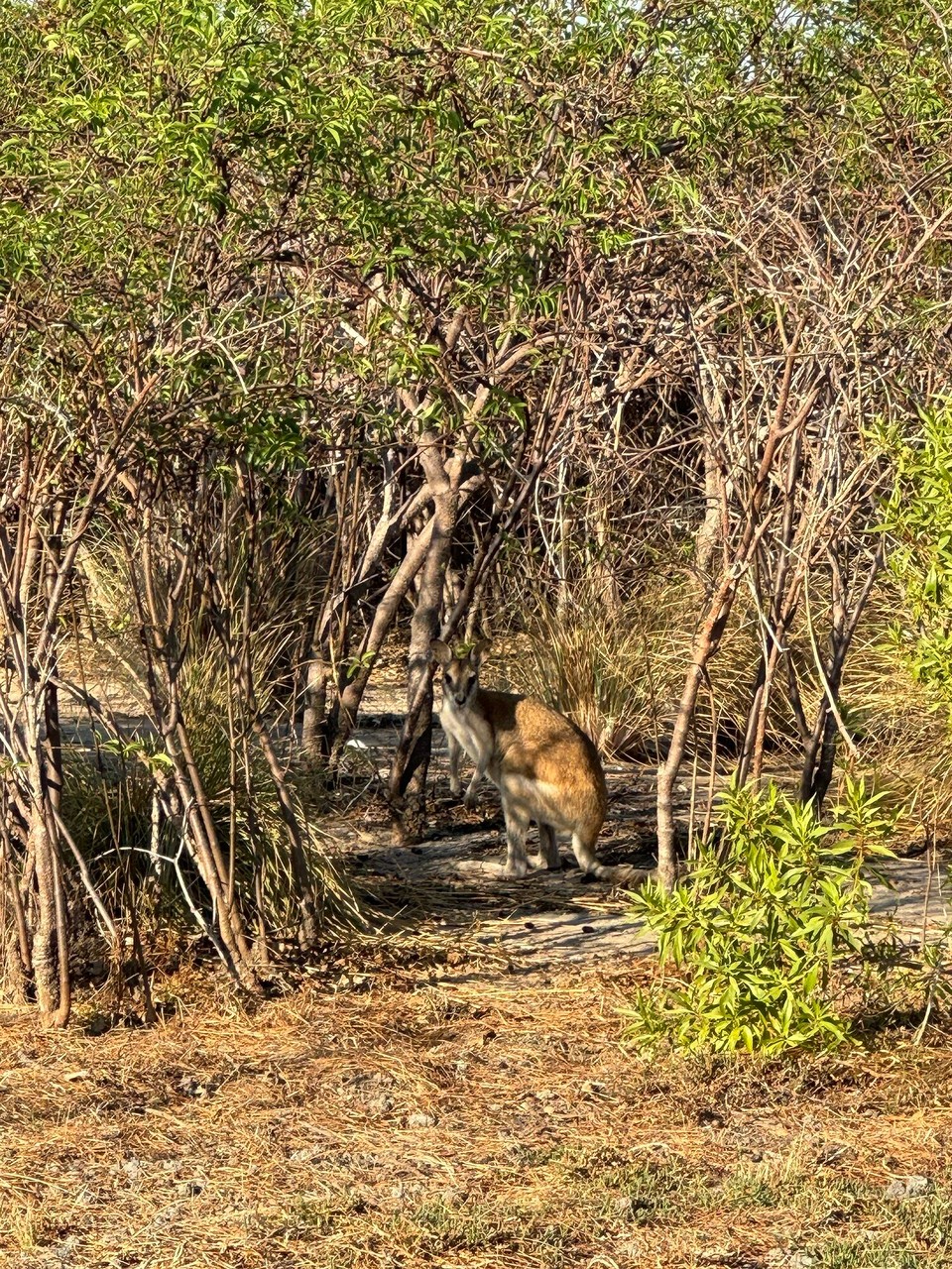 Australien - Karumba - Hoii hoii süasses Wallaby.