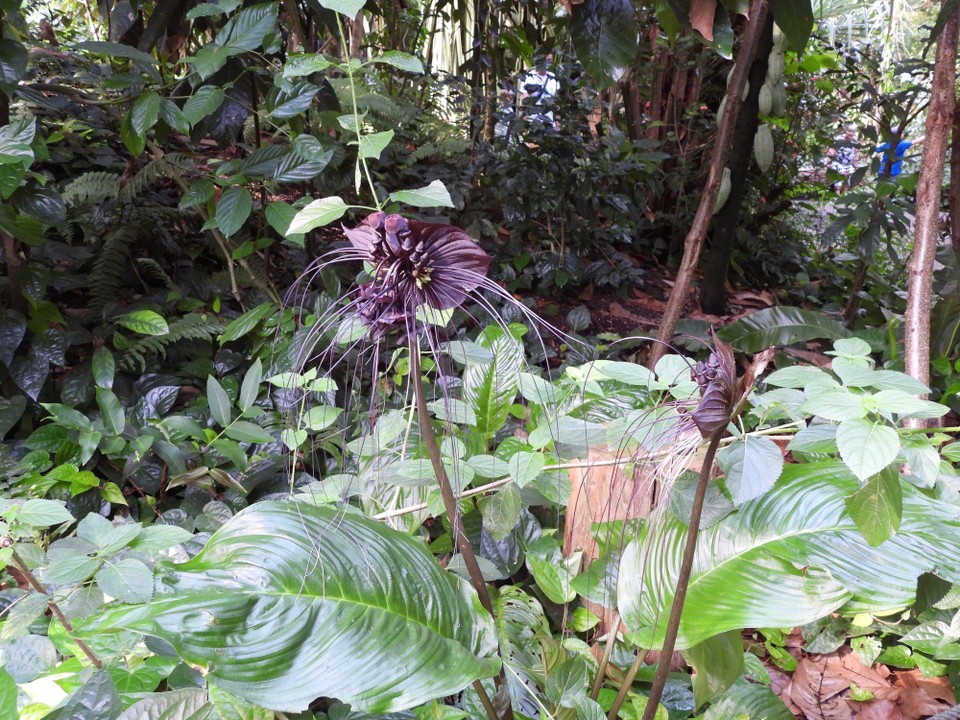 Madagaskar - unbekannt - 