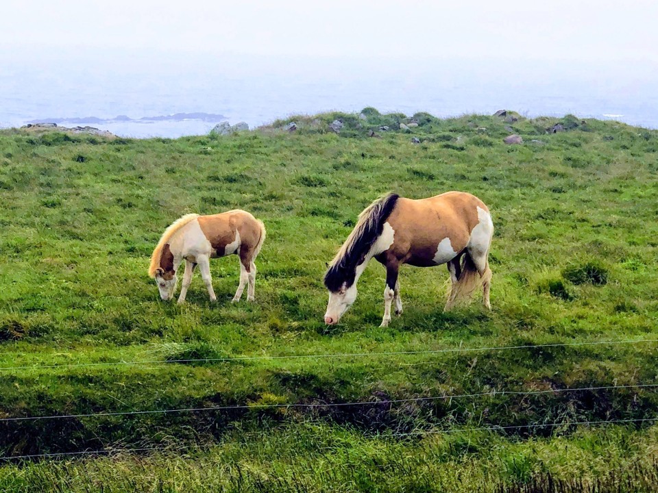 Island - Húnaþing vestra - Nett, die beiden bunten Isländer 😊