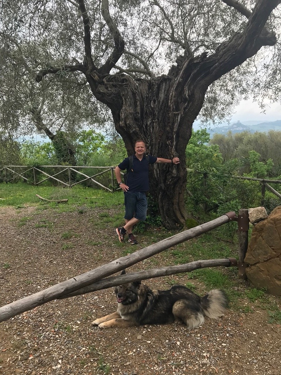 Italien - Bagno Vignoni - Es gibt auch etwas größere Olivenbäume