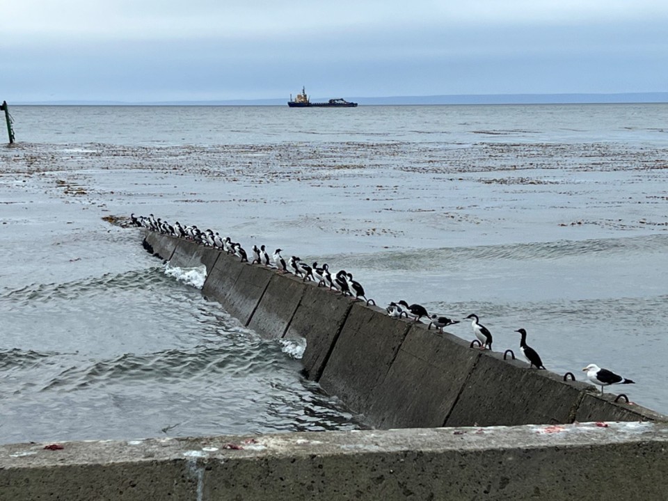 Chile - Punta Arenas - Medium sized birds waiting for fish