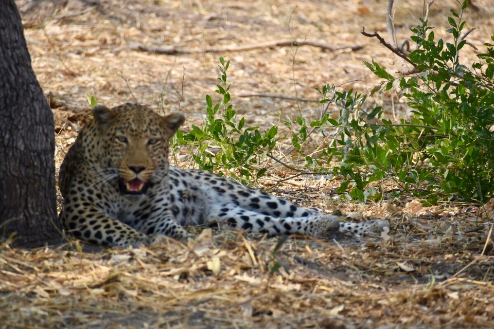 Botsuana -  - Auch Leopard Nummer 4 gab sich noch die Ehre.