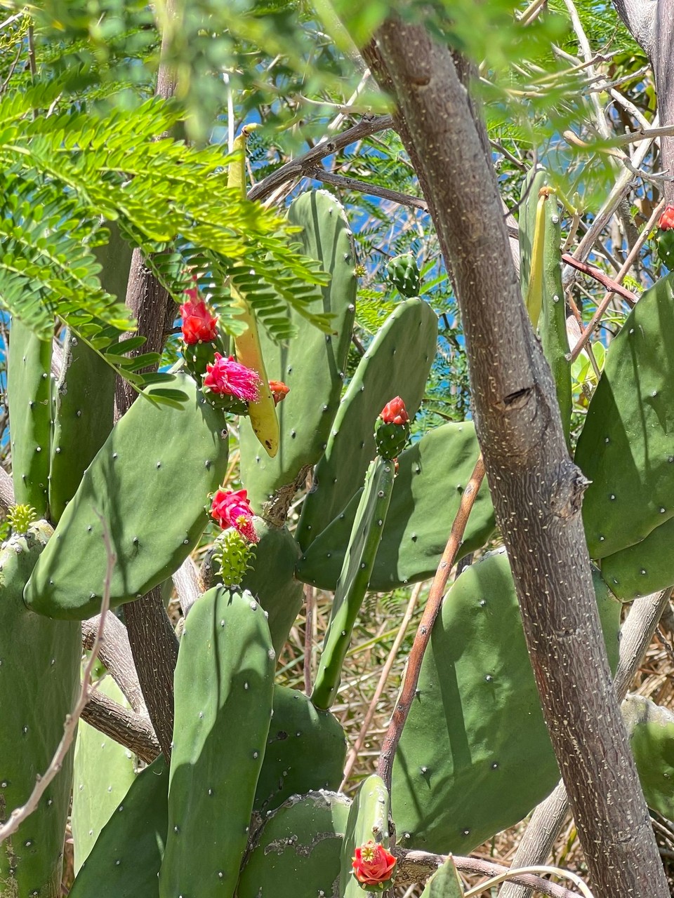 Dominica -  - 
