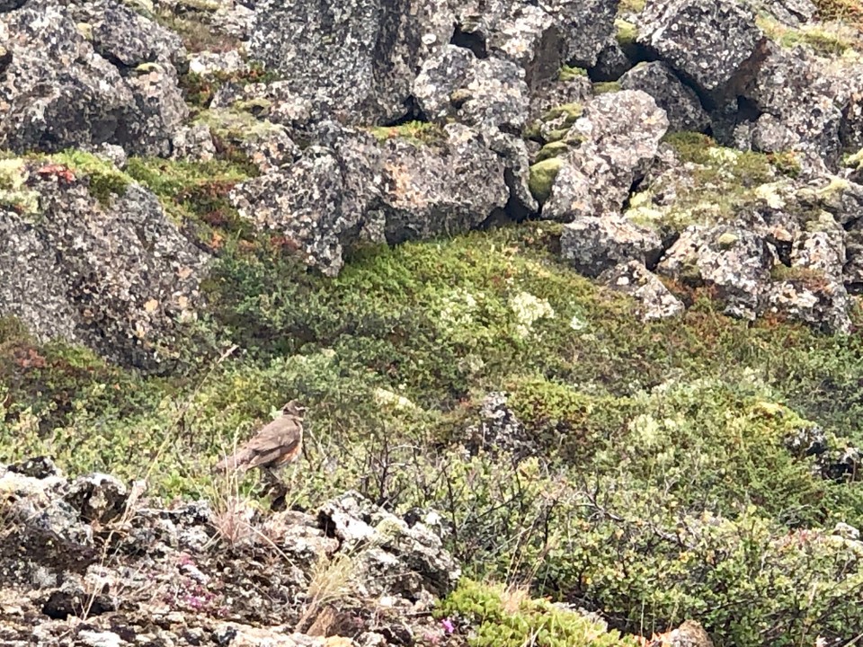 Island - Skútustaðahreppur - ...und typische Bewohner der Lavalandschaft.