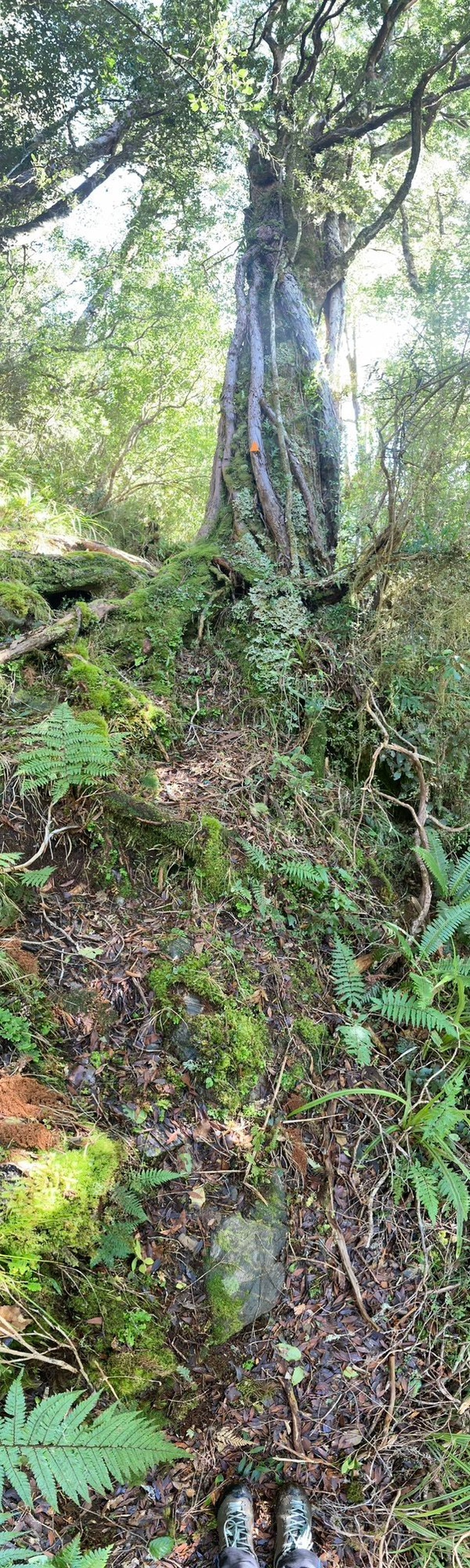 Neuseeland - Whataroa - Entweder sie sind lange nicht zu sehen oder eben schnell hintereinander ganz viele 🤦🏻‍♀️
