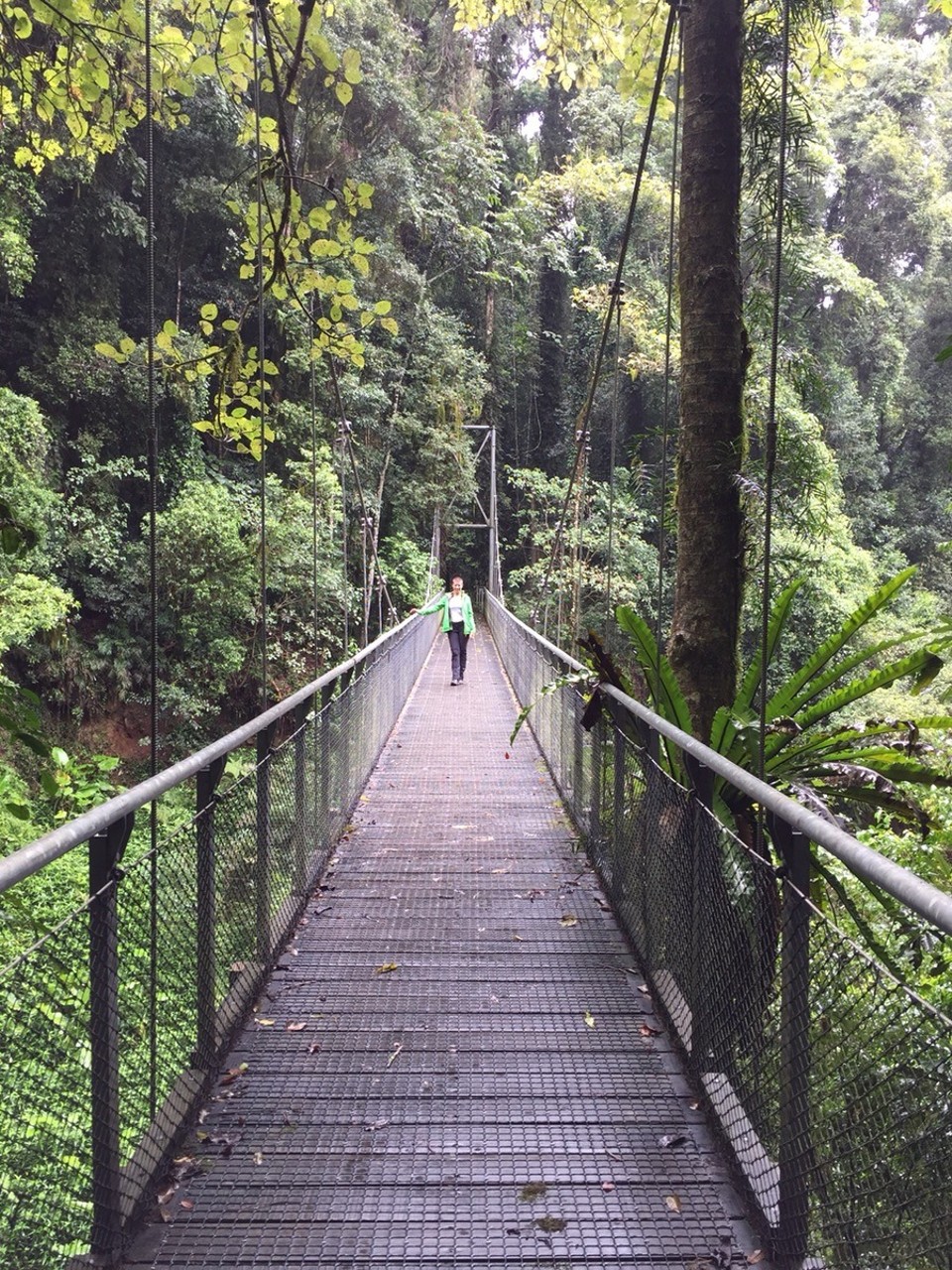  - Australia, Dorrigo Rainforest Centre - 