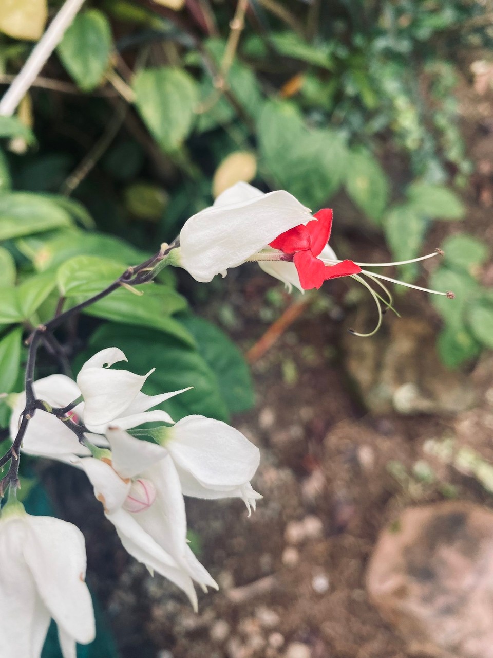 Thailand - Surat Thani - und Fauna 