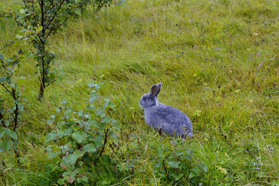 Island - Reykjavík - neus Tierli gsichtet🥹