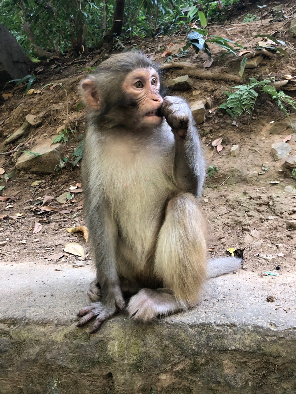 China - Zhangjiajie - 