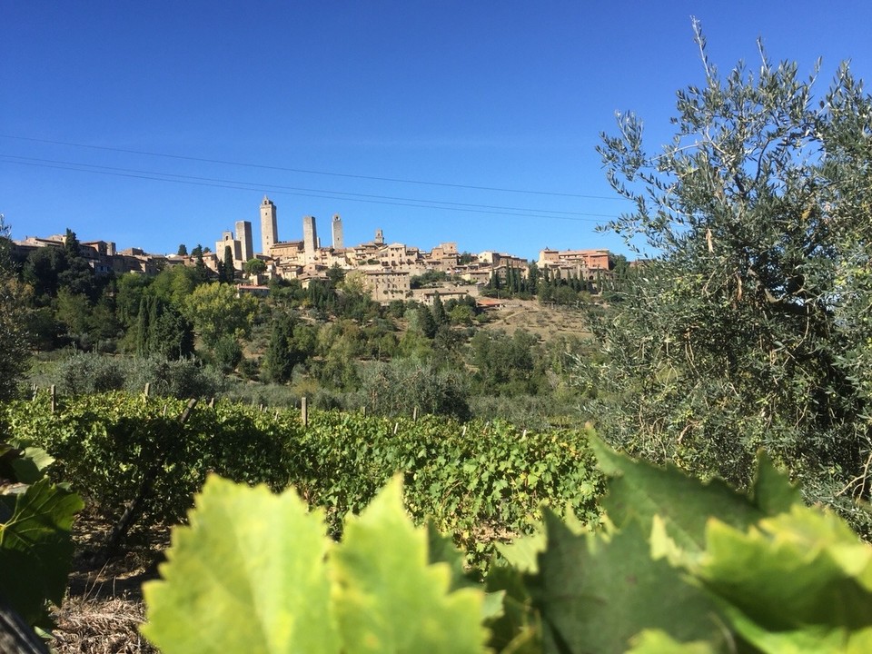 Italien - San Gimignano - Teilweise sind die Weintrauben 🍇 schön geerntet. 