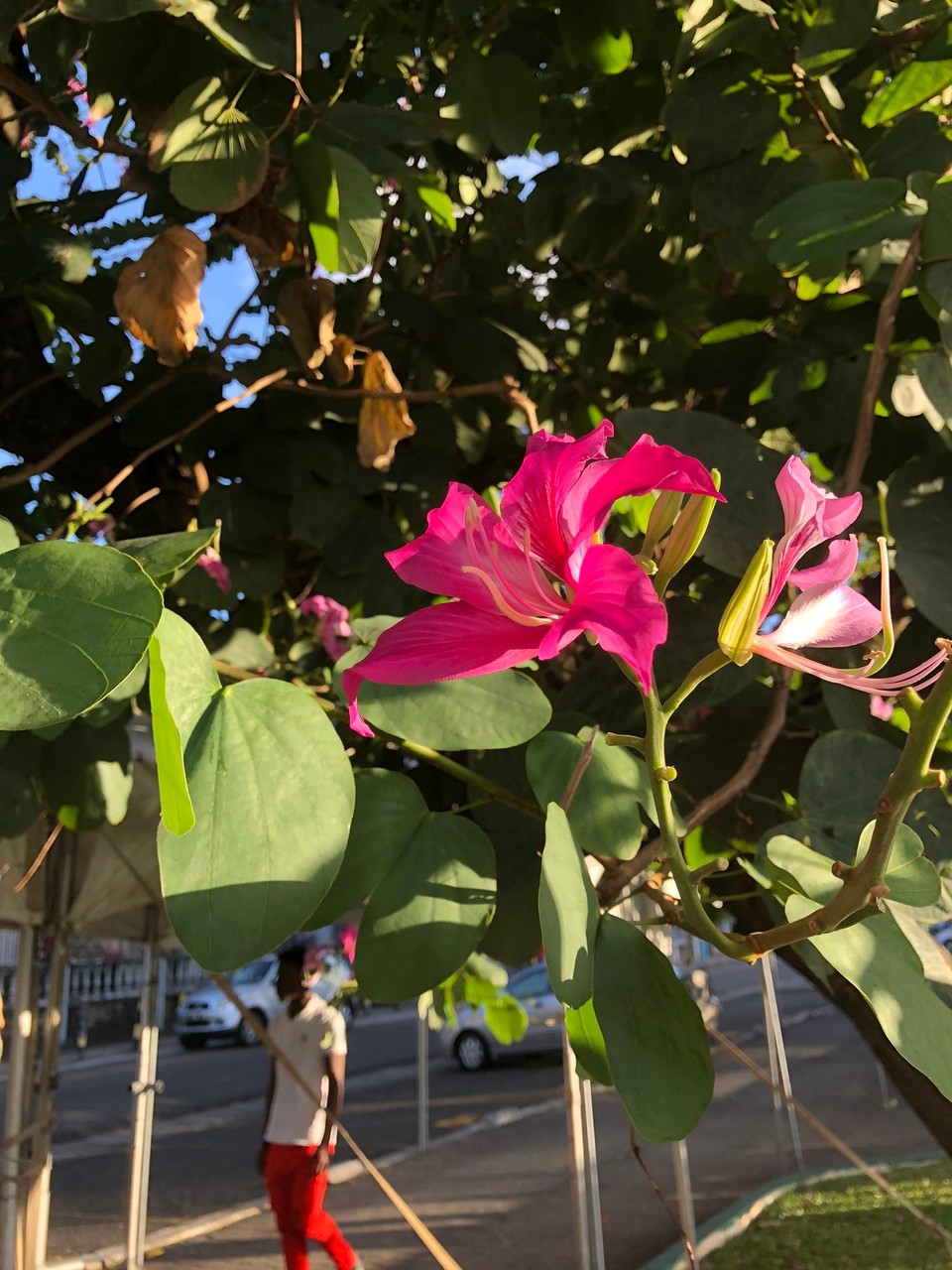 St. Lucia - Castries - Herrliche Blühten am Baum 