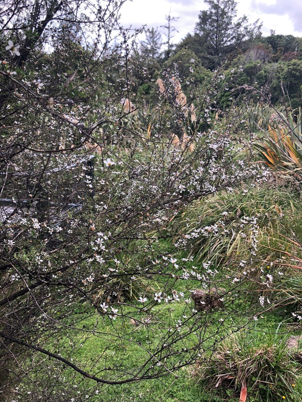 Neuseeland - Bay View - Manuka-Blüten 
