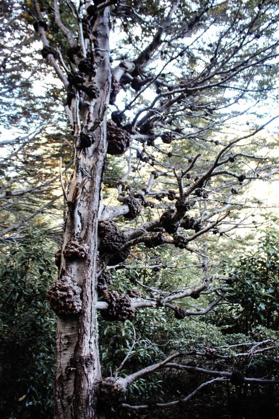 Argentinien -  - Wanderung auch durch Wälder Nähe der Küste 