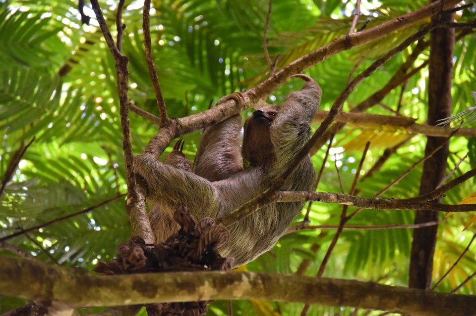 Costa Rica - Tilarán - 