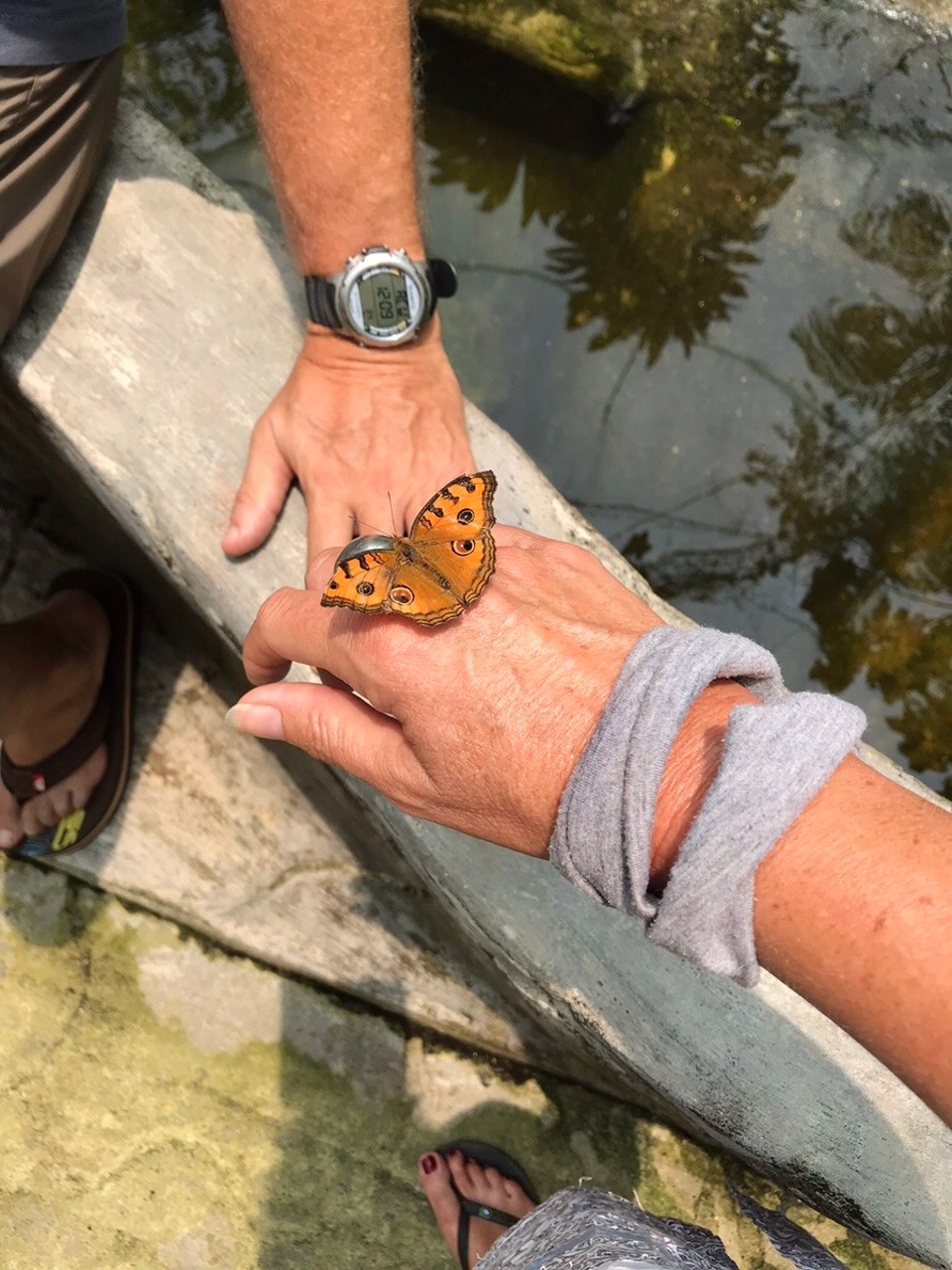 Malaysia - Kuala Lumpur - This little chap landed on me and wouldn’t leave, I carried him / her around the park for a while....