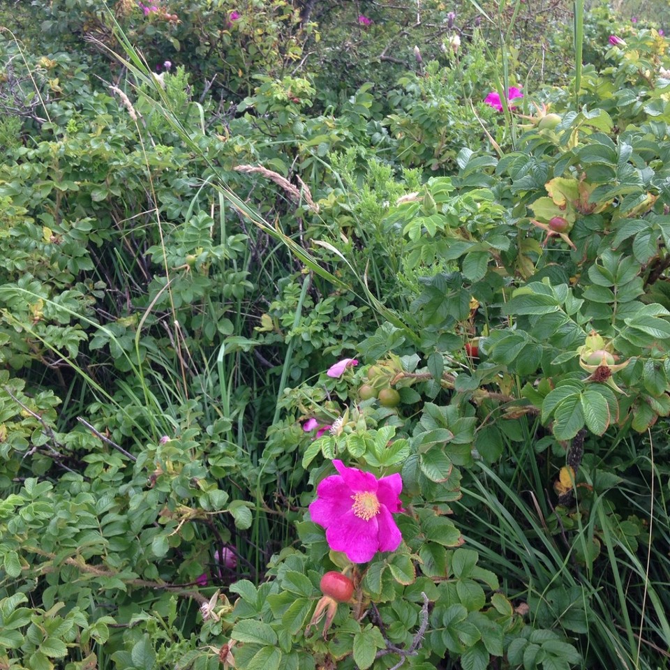Deutschland - Borkum - 