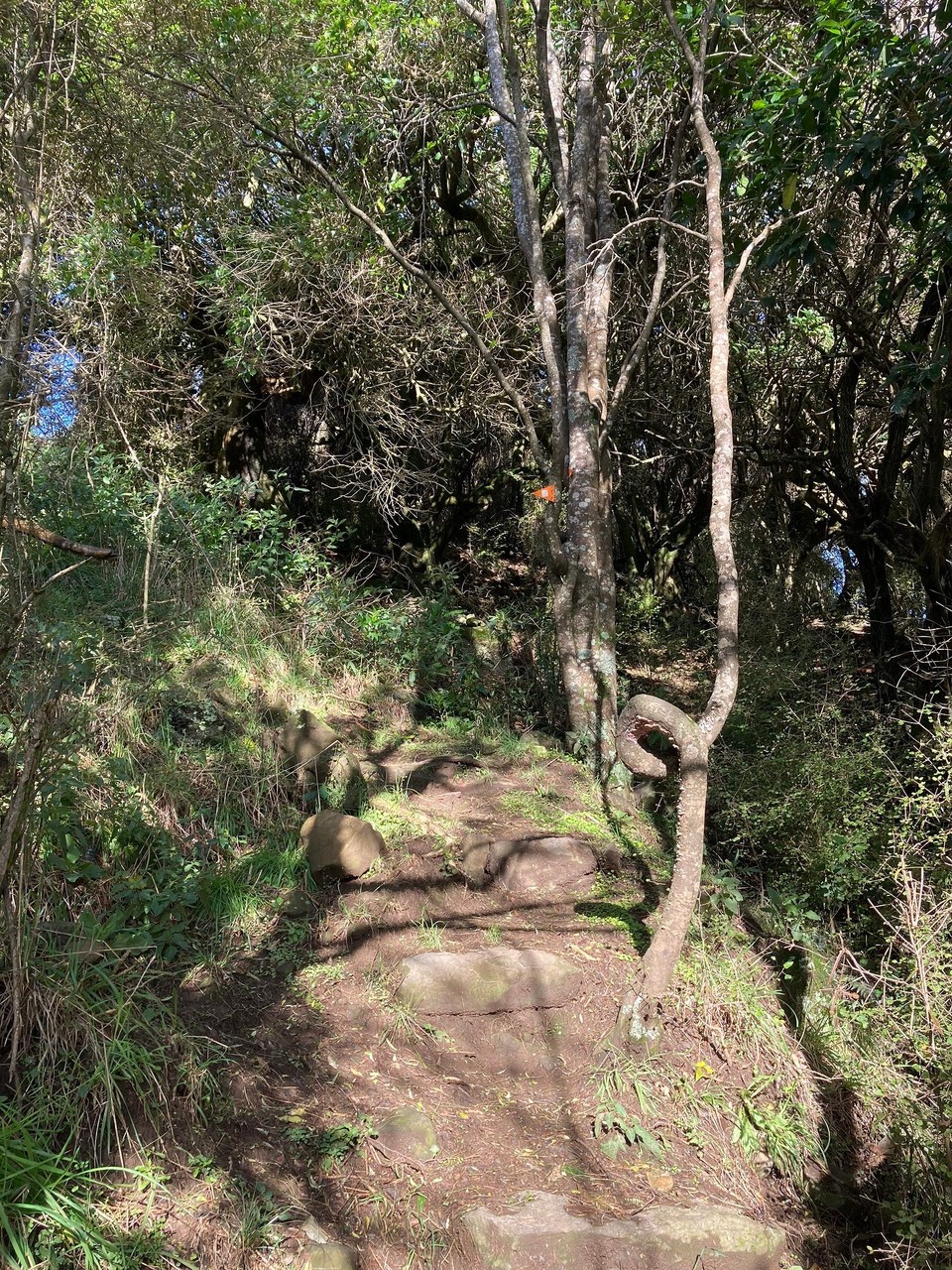 Neuseeland - Governors Bay - Man achte auf die Wuchsrichtung des Baumes 😅