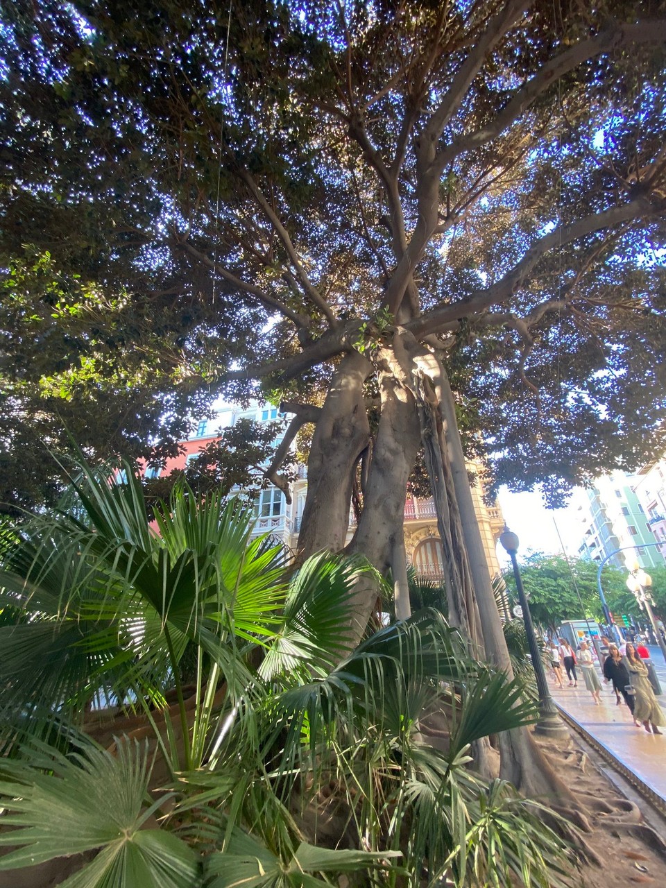 Spanien - Alicante - Ein Ficus