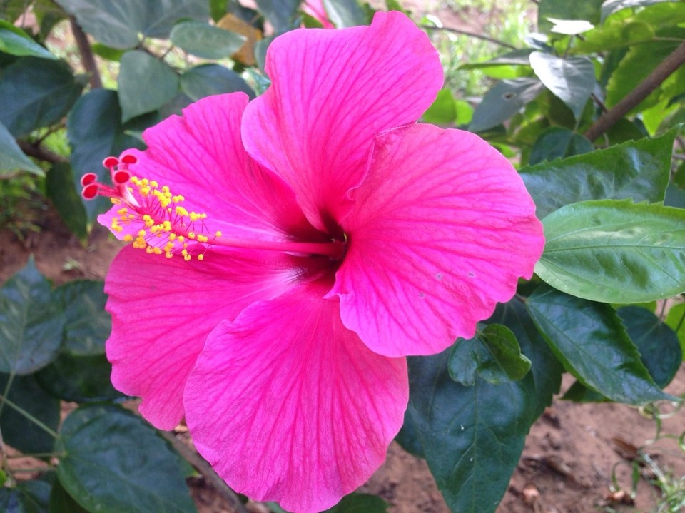 Indien -  - Fulminante Hibiskus-Blüte direkt vor unserem Strandhäuschen. 