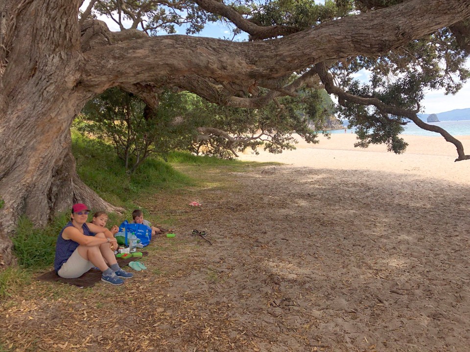Neuseeland - Hahei - Picknick unter einem Baum beim Hahei Beach.