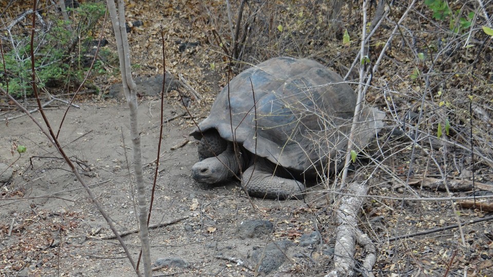 Ecuador - Isabela Island - Wild Giant Tortoise