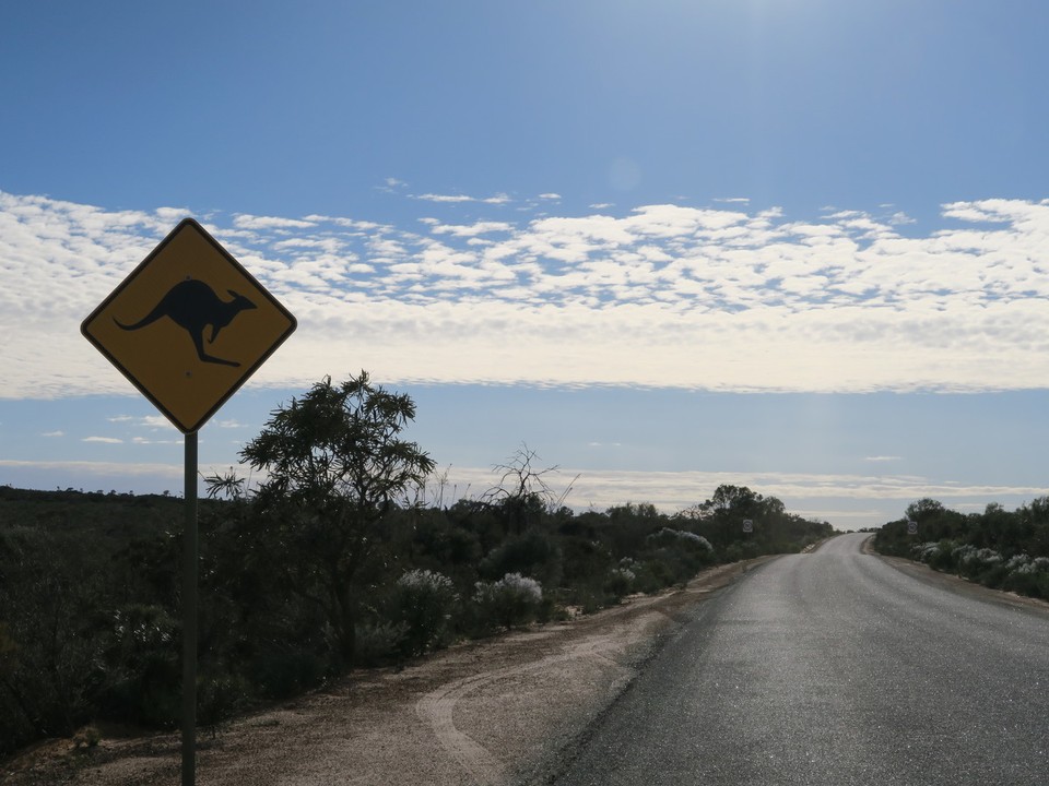 Australia - Kalbarri - Attention kangourou ! Surtout a la tombée de la nuit!