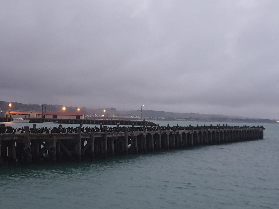 Neuseeland - Oamaru - 