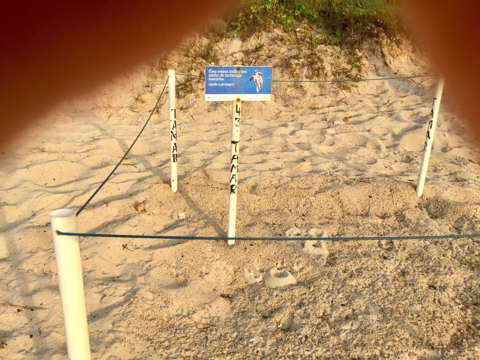 Brasilien - Praia do Flamengo - Nest der Riesenschildkröten