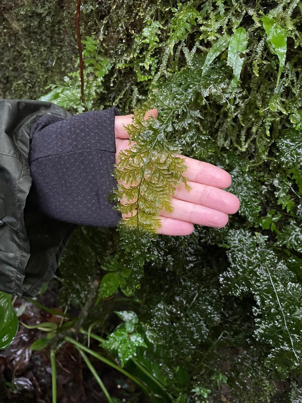 Costa Rica - Abangares - Dieses Blatt nimmt so viel Wasser auf, dass es lichtdurchlässig ist und bereits transparent wirkt 🌱 