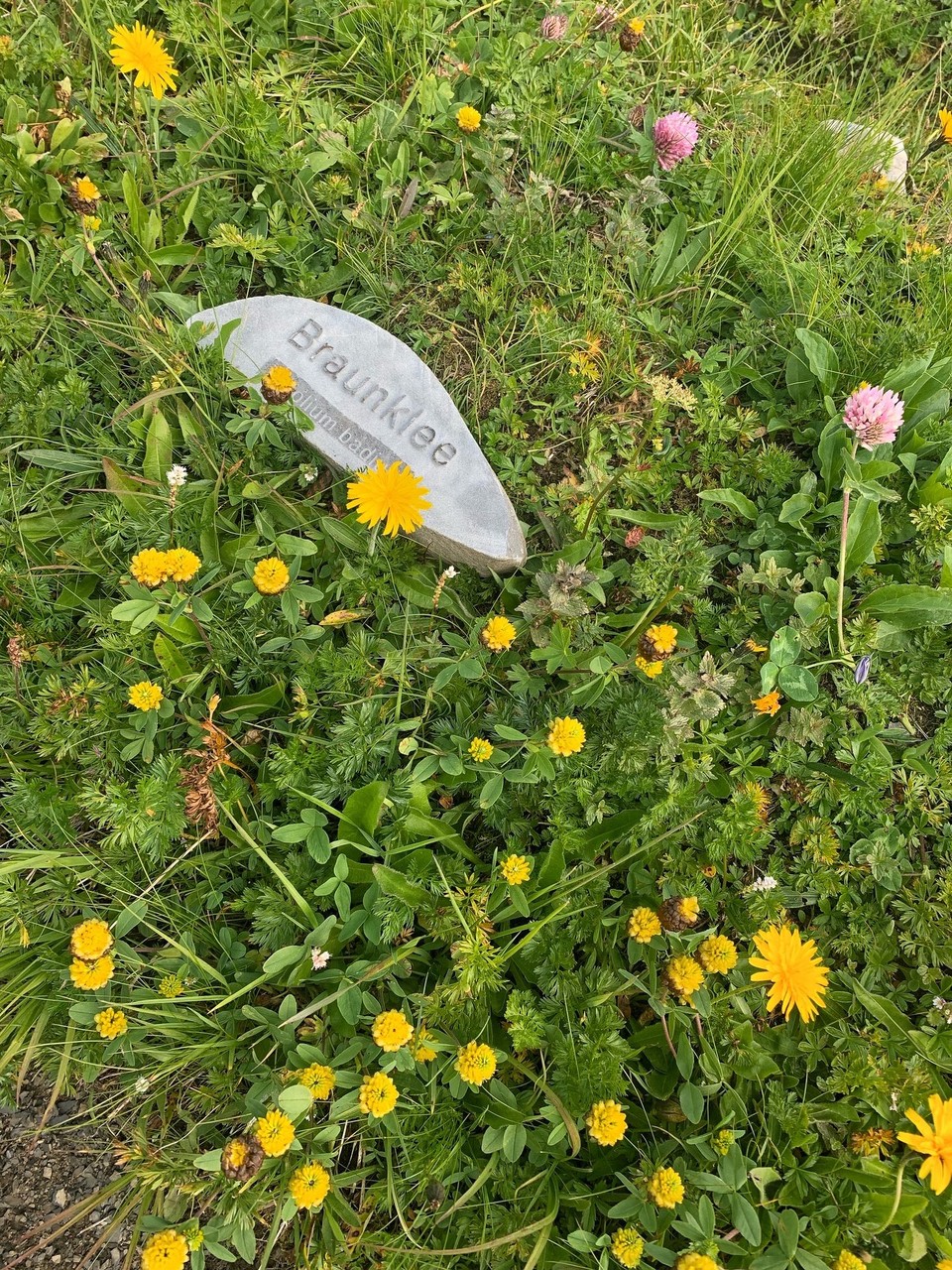 Österreich - Lech - Unerwartet grün & blütenreich präsentiert sich der Rüfikopf. 