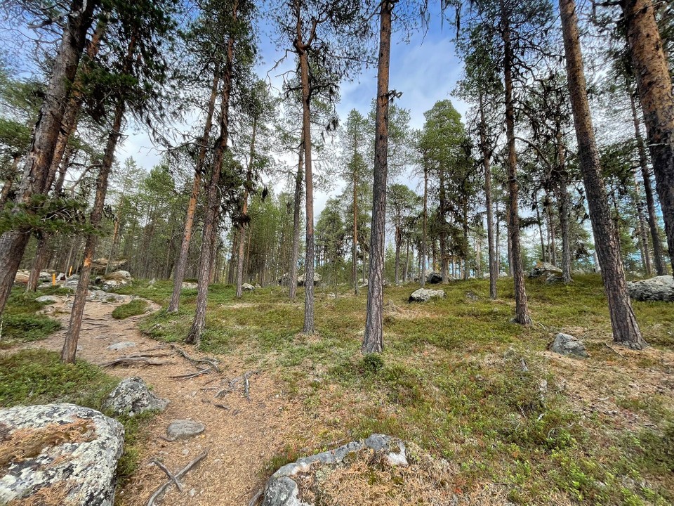 Finnland - Inari - Schöne Wanderung durch den Wald…