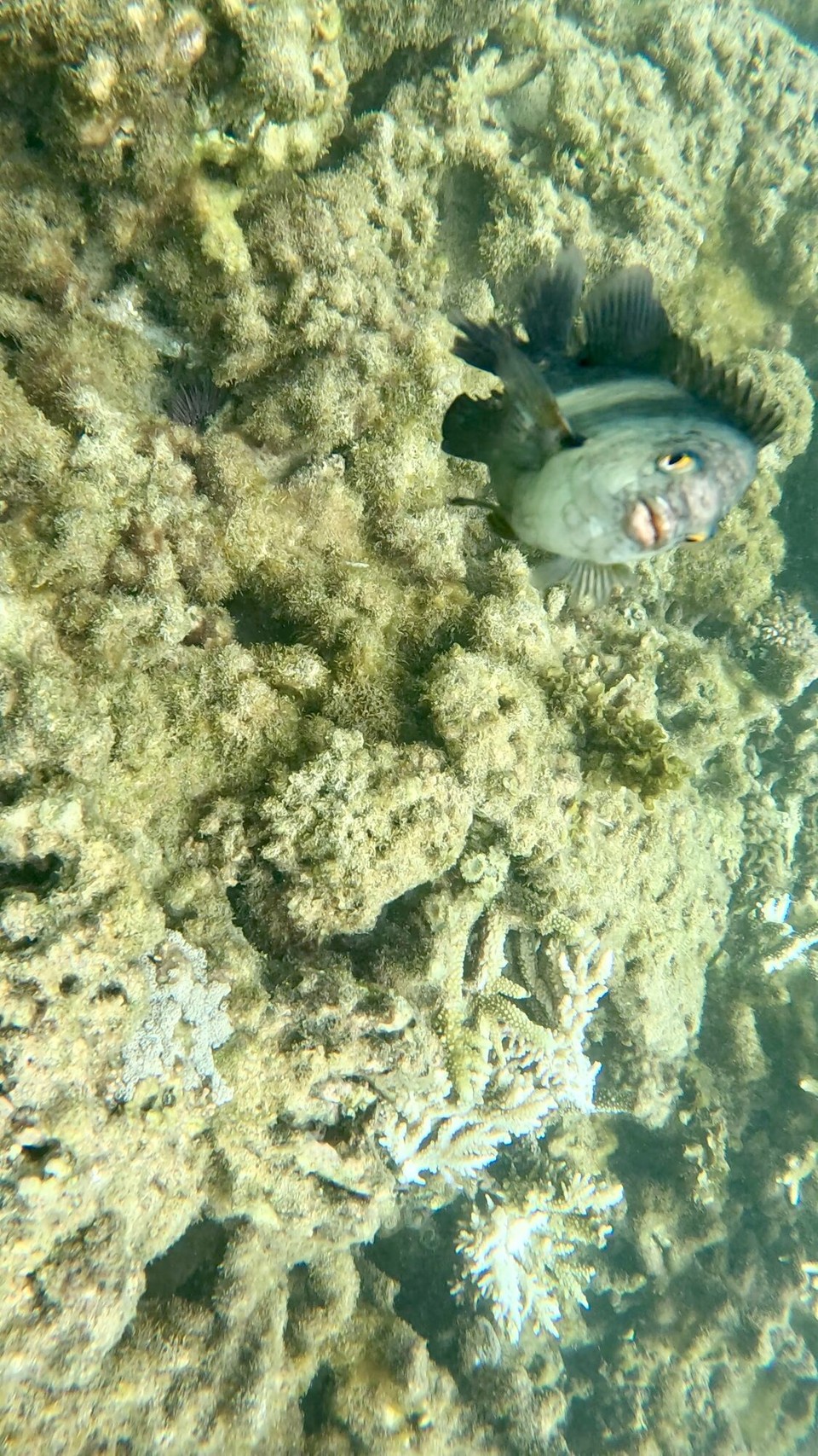 Mauritius -  - Die kleinen Bister waren nicht nur neugierig, sondern auch etwas aggressiv.