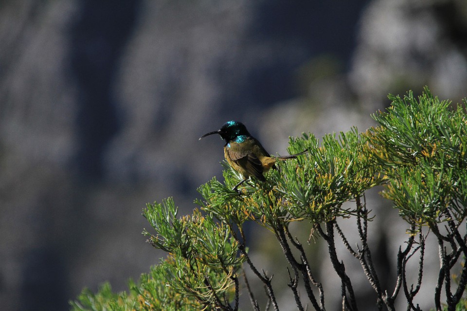 Südafrika - Cape Town - Orange breasted Sunbird